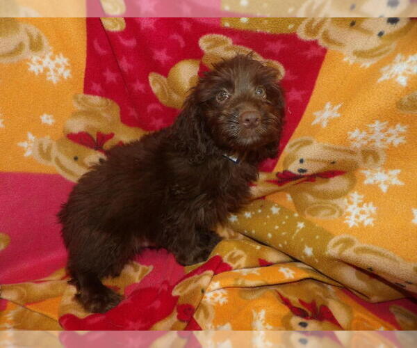 Medium Photo #4 Aussie-Poo Puppy For Sale in PATERSON, NJ, USA