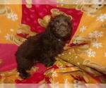 Small #3 Aussie-Poo