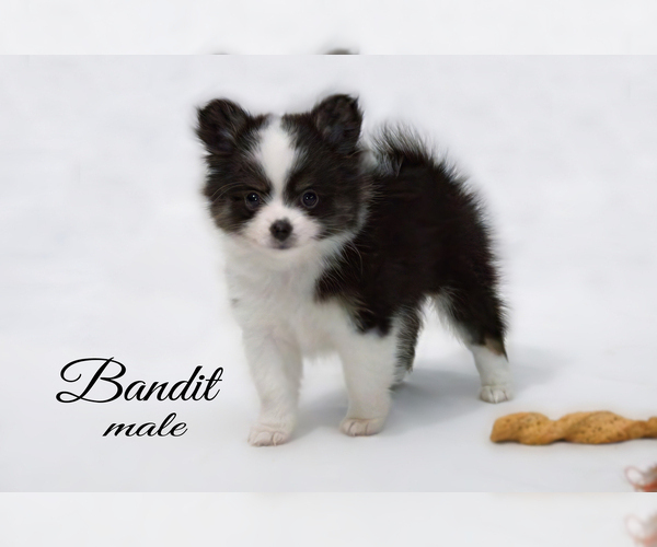 Medium Photo #2 Chiranian Puppy For Sale in CLARE, MI, USA