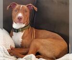 Small #27 American Pit Bull Terrier-Blue Lacy Mix