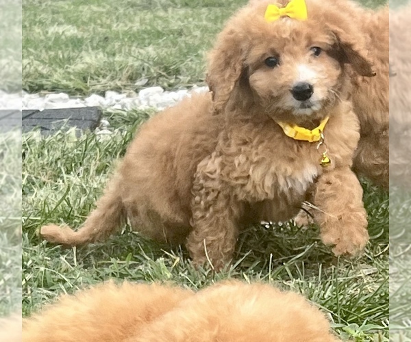 Medium Photo #5 Goldendoodle Puppy For Sale in ARAB, AL, USA