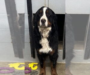 Bernese Mountain Dog Dogs for adoption in Evansville, IN, USA