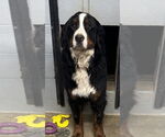 Small Bernese Mountain Dog