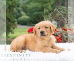 Small #4 Golden Retriever