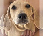 Small #2 Coonhound Mix