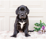 Small #1 Great Dane