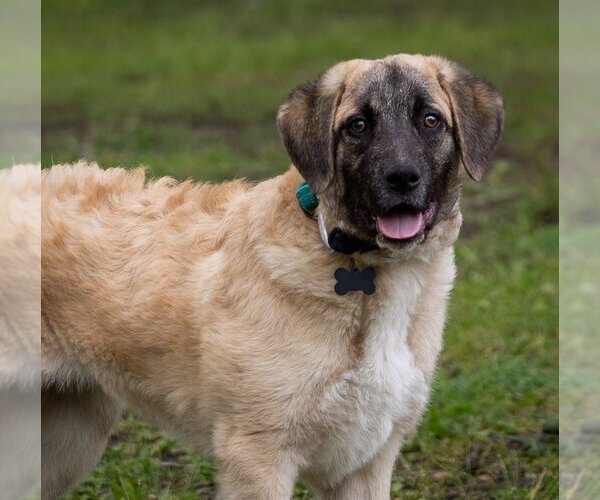 Medium Photo #2 Anatolian Shepherd-Unknown Mix Puppy For Sale in Plymouth, MN, USA