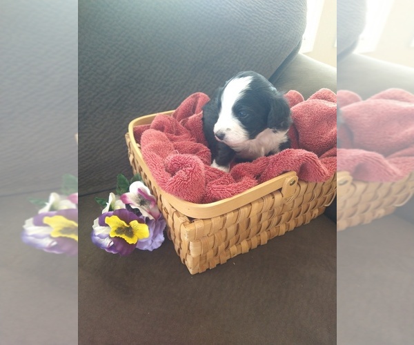 Medium Photo #20 Bernedoodle Puppy For Sale in CALHAN, CO, USA