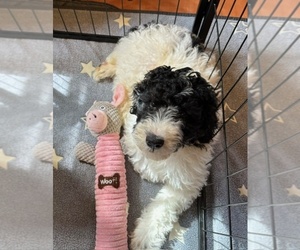 Poodle (Standard) Puppy for Sale in AMES, Iowa USA