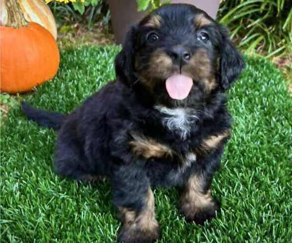 Medium Photo #1 Bernedoodle (Miniature) Puppy For Sale in GREENSBORO, NC, USA