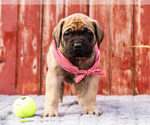 Puppy Banjo Mastiff