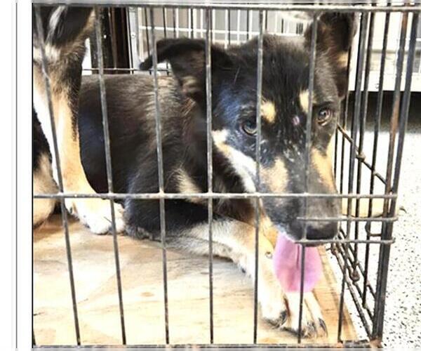 Medium Photo #2 German Shepherd Dog-Unknown Mix Puppy For Sale in Houston, TX, USA