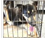 Small #1 German Shepherd Dog Mix