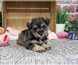 Schnauzer (Miniature) Puppy for sale in SYRACUSE, IN, USA