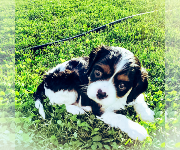 Medium Photo #4 Cavalier King Charles Spaniel Puppy For Sale in FREDERICKSBRG, PA, USA