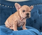Small Photo #10 French Bulldog Puppy For Sale in SEATTLE, WA, USA