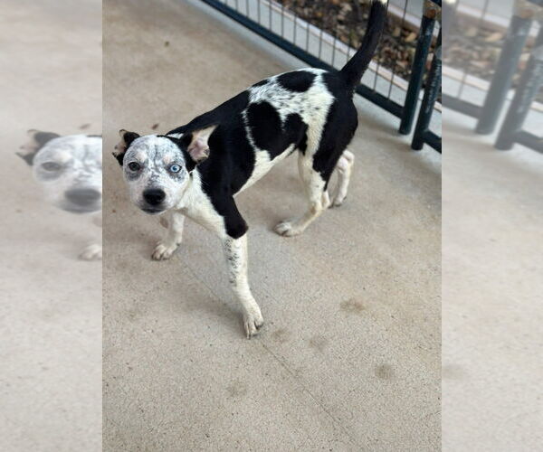 Medium Photo #3 Mutt Puppy For Sale in Oak Bluffs, MA, USA