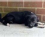 Small #1 Labrador Retriever Mix