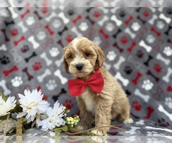 Medium Photo #6 Cock-A-Poo Puppy For Sale in LAKELAND, FL, USA