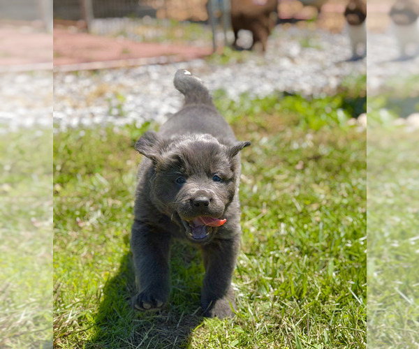 Medium Photo #5 Newfoundland Puppy For Sale in BRADYVILLE, TN, USA