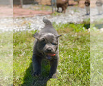 Small Photo #10 Newfoundland Puppy For Sale in BRADYVILLE, TN, USA