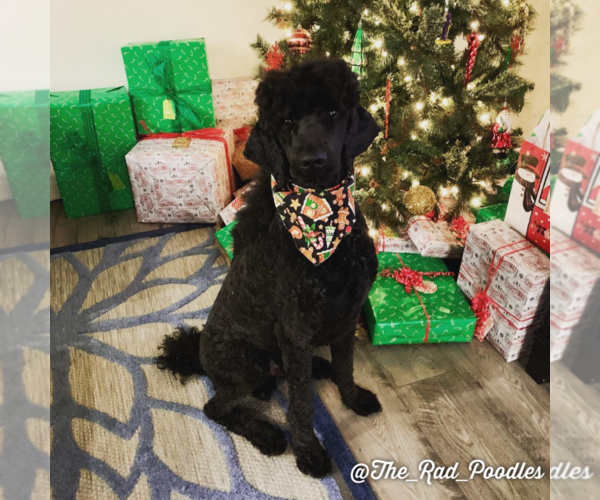 Medium Photo #1 Goldendoodle-Poodle (Standard) Mix Puppy For Sale in VACAVILLE, CA, USA
