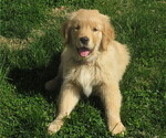 Small Photo #4 Golden Retriever Puppy For Sale in MECHANICSVILLE, MD, USA