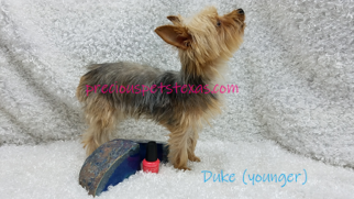 Mother of the Yorkshire Terrier puppies born on 11/07/2018