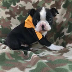 Boston Terrier Puppy for sale in QUARRYVILLE, PA, USA