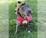 Small #3 American Pit Bull Terrier-American Staffordshire Terrier Mix