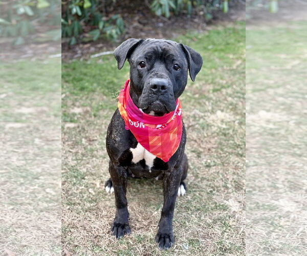 Medium Photo #5 Mutt Puppy For Sale in Spring Lake, NJ, USA