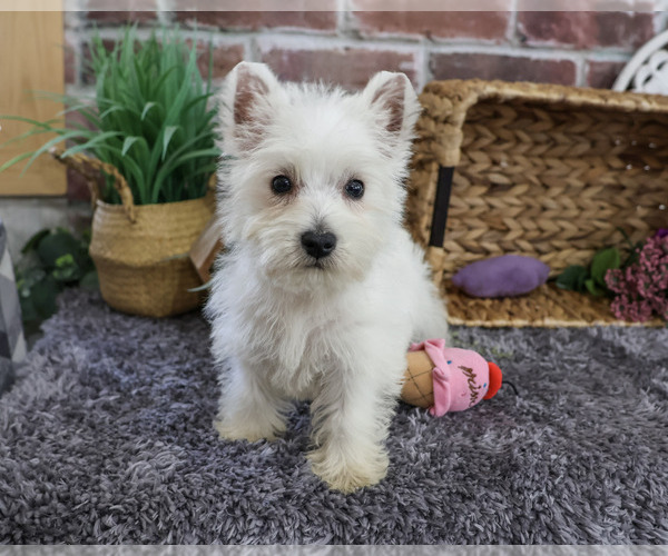 Medium Photo #3 West Highland White Terrier Puppy For Sale in SYRACUSE, IN, USA