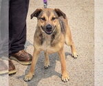 Small #3 Black Mouth Cur-German Shepherd Dog Mix