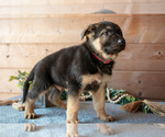 Small Photo #10 German Shepherd Dog Puppy For Sale in GORDONVILLE, PA, USA
