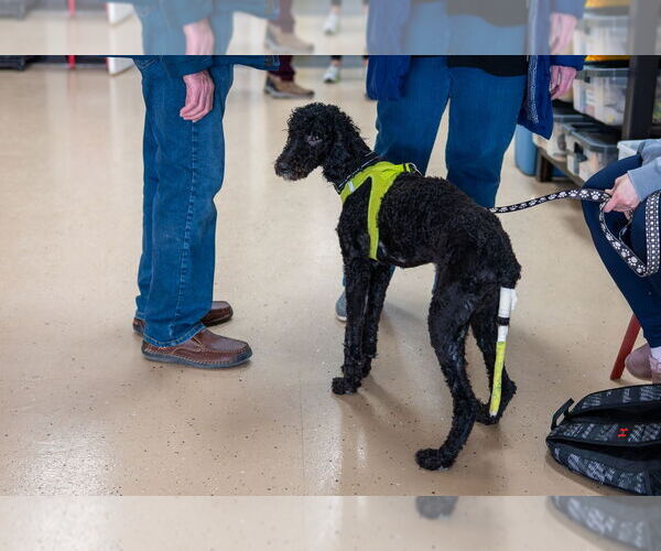Medium Photo #6 Labrador Retriever-Unknown Mix Puppy For Sale in Mundelein, IL, USA