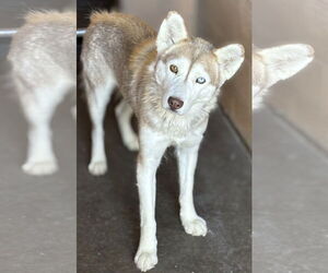 Siberian Husky-Unknown Mix Dogs for adoption in Las Vegas, NM, USA