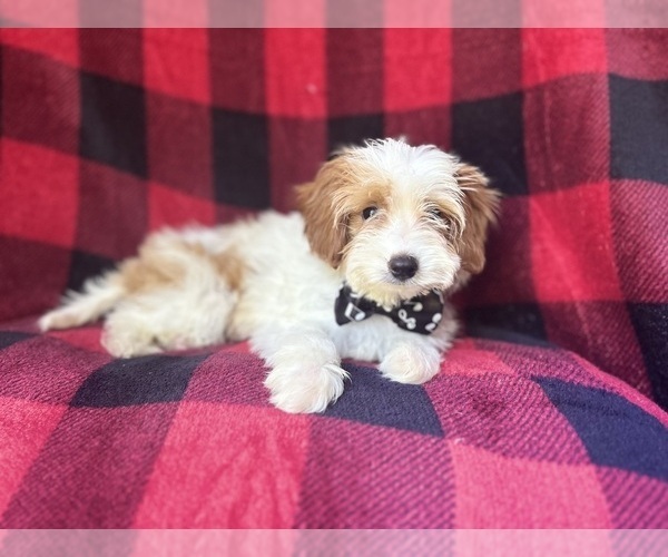 Medium Photo #8 Cavapoo Puppy For Sale in LAKELAND, FL, USA