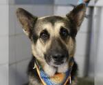 JR - Male German Shepherd Dog-Unknown Mix Dog for Adoption - Small photo