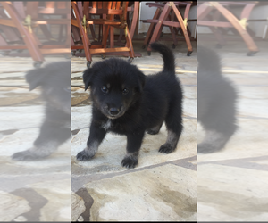 Golden Retriever-Wolf Hybrid Mix Puppy for sale in POWAY, CA, USA