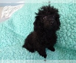 Small Photo #1 Poodle (Toy) Puppy For Sale in LAUREL, MS, USA