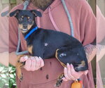 Small #1 Dachshund-Italian Greyhound Mix