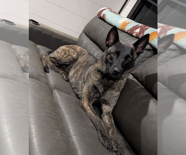 Medium Photo #6 Holland Shepherd Puppy For Sale in Imlay City, MI, USA