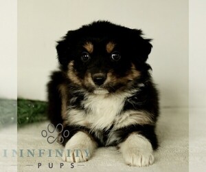 Australian Shepherd Puppy for sale in LANCASTER, PA, USA