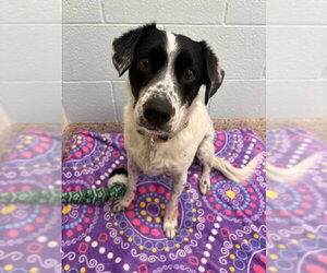 Mutt Dogs for adoption in Brighton, CO, USA