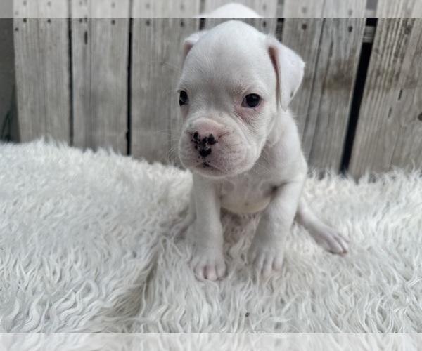 Medium Photo #2 Boxer Puppy For Sale in PAWNEE CITY, NE, USA