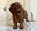Small Photo #4 Cavapoo Puppy For Sale in RUDD, IA, USA