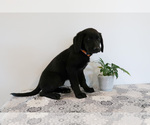 Small Photo #30 Bernedoodle-Labrador Retriever Mix Puppy For Sale in REED CITY, MI, USA