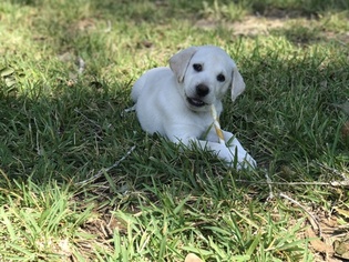 Labrador Retriever Puppy for sale in LAUREL HILL, FL, USA