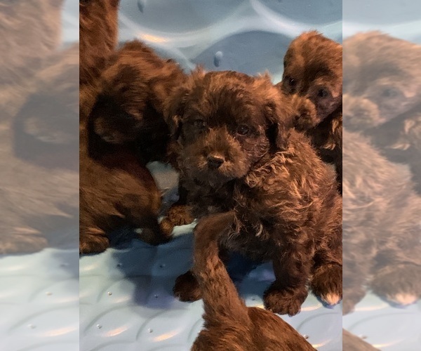 Medium Photo #1 Poodle (Toy)-Shorkie Tzu Mix Puppy For Sale in LAKE GEORGE, NY, USA