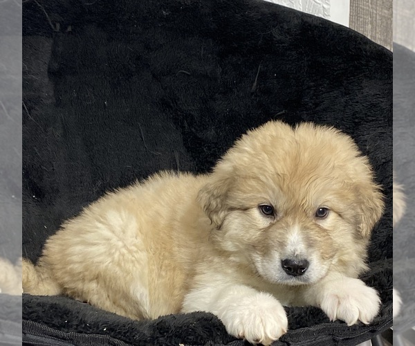 Medium Photo #5 Great Pyrenees Puppy For Sale in CANOGA, NY, USA
